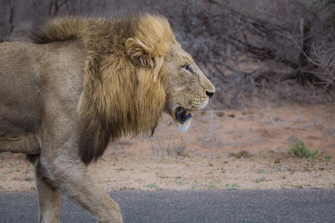 Private Full Day Guided Big-Five Safari Tour in Cape Town - Itinerary for the Full Day Safari Experience