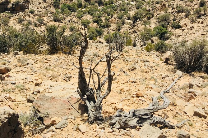 Private Full Day Guided Tour to Nizwa City - Insider Tips