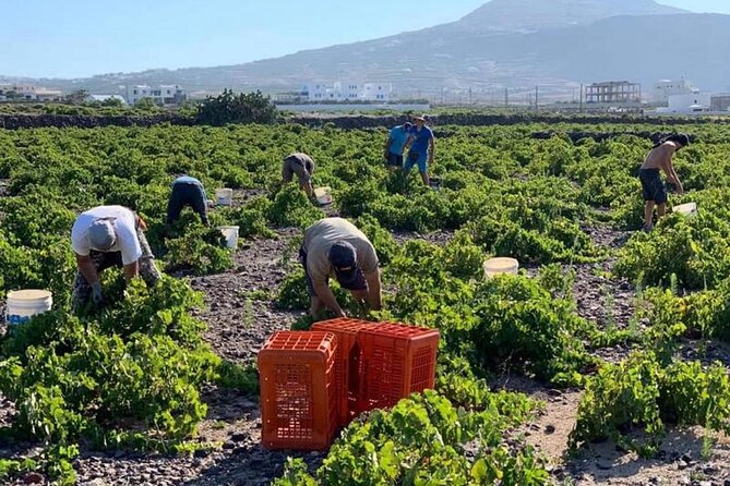 Private Full-Day Highlights of Santorini With Wine Tour - Wine Tour