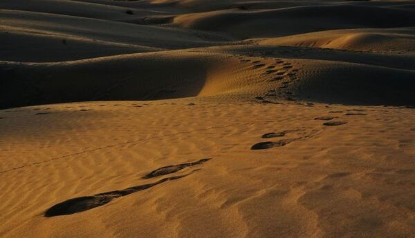 Private Full Day Jaisalmer City Tour (All-Inclusive) - The Sum Up