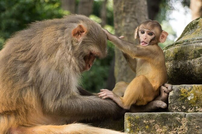 Private Full-Day Kathmandu All 7 UNESCO World Heritage Sites Tour - A Deep Dive: What to Expect from the Tour