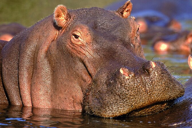 Private Full Day Kruger National Park Safari Tour From Hoedspruit - Wildlife Sightings and Experienced Guide