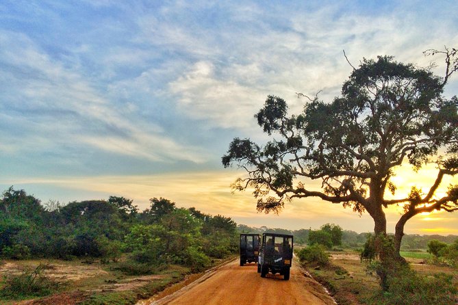 Private Full Day Leopard Safari With Picnic Lunch at Yala National Park - Safari Highlights