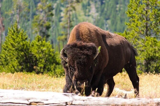 Private Full Day Luxury Tour at Yellowstone Park - An Inside Look at the Yellowstone Private Luxury Tour
