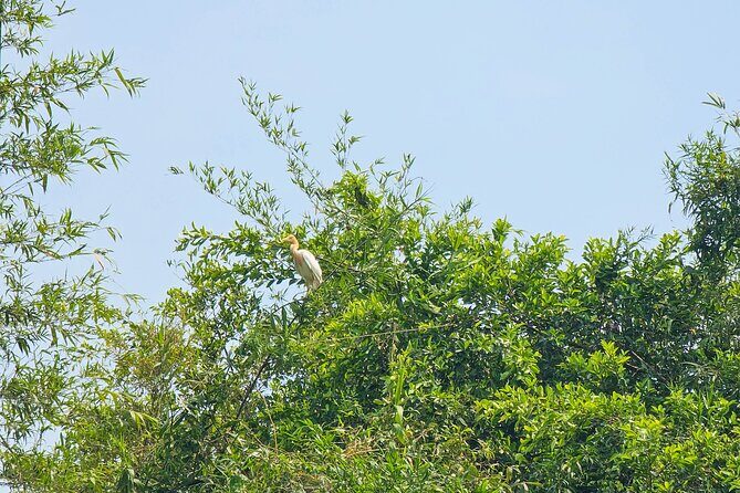 Private Full Day Mekong Delta Tour to Dong Thap Muoi Wetlands - Good To Know