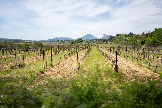 Private Full Day Pic Saint Loup Wine and Olive Tour With Lunch From Montpellier - Visit to Olive Oil Factory