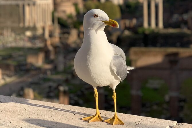 Private Full Day Rome Tour - Licensed Tour Guide, Executive Car - Reviews and Ratings