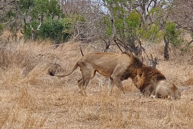 Private Full Day Safari From Johannesburg - Safari Details