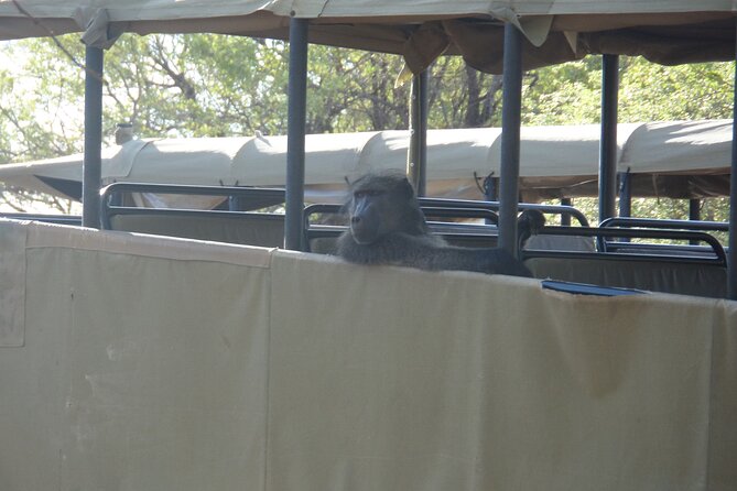 Private Full Day Safari From Johannesburg - Additional Information
