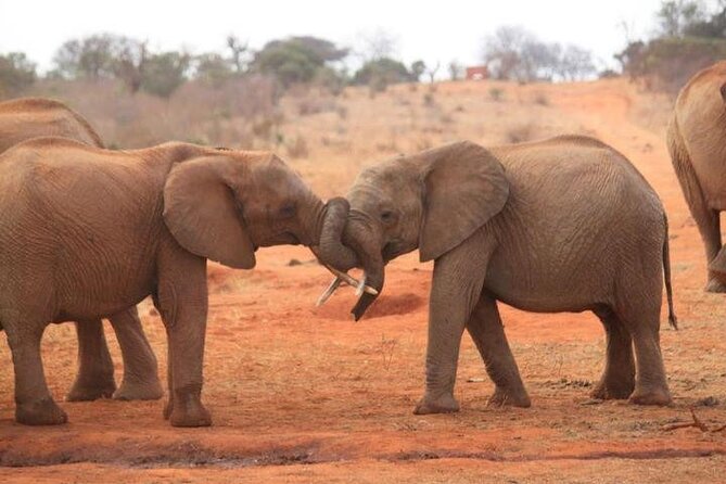 Private Full-Day Safari Tour Amboseli National Park With Lunch - Pickup Information