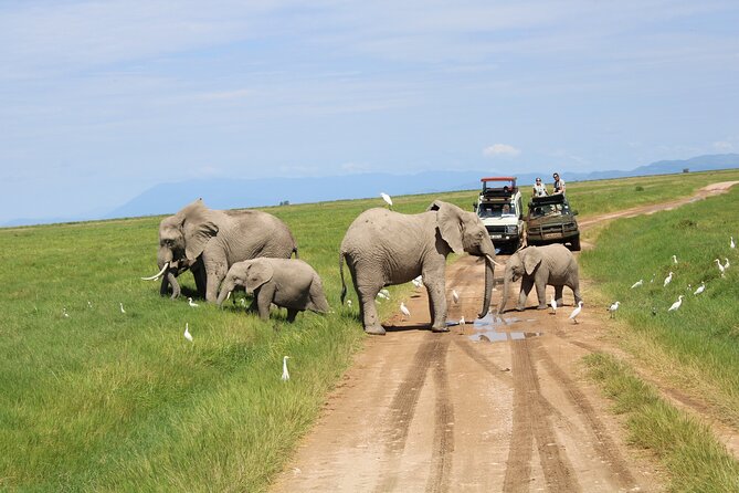 Private Full-Day Safari Tour Amboseli National Park With Lunch - Requirements