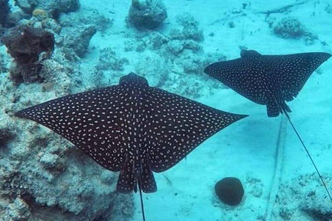 Private Full Day Sail/ Snorkel Experience USVI (Sapphire Marina, STT pick up) - Final Thoughts: Is This Tour Worth It?