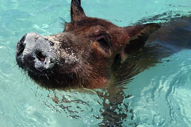 Private Full Day "Surf and Turf" Swimming Pigs and Fishing - Experience the Famous Swimming Pigs