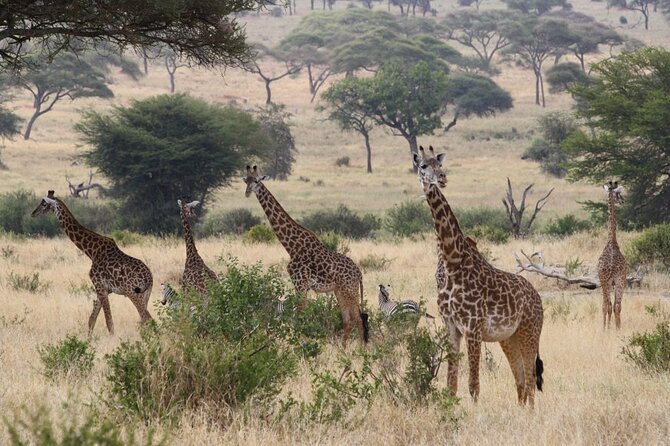 Private Full-Day Tarangire National Park Tour From Arusha - Transportation Details