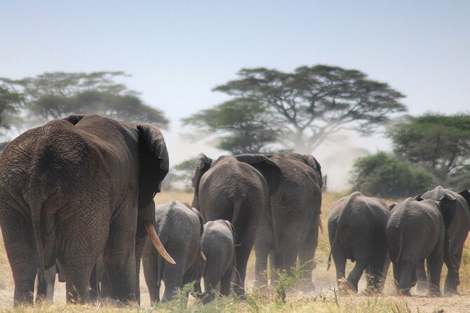 Private Full-Day Tarangire National Park Tour From Arusha - Practical Information