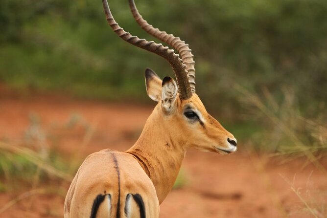 Private Full-Day Tour Akagera Game Drive - Wildlife Encounters