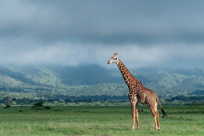 Private Full-Day Tour Akagera Game Drive - Frequently Asked Questions