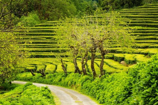 Private Full Day Tour by SUV - All Island With Lunch - Pickup and Drop-off Locations