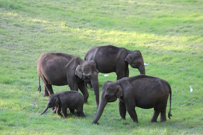 Private Full-Day Tour From Kochi to Munnar - Tour Pricing and Booking