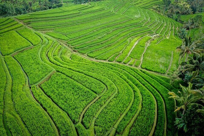 Private Full Day Tour in Enchantment of Ubud - A Closer Look at the Enchantment of Ubud Tour