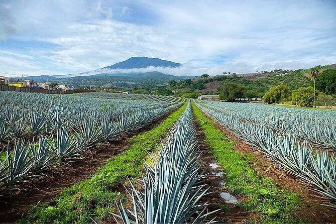 Private Full Day Tour in Guachimontones and Orendain Tequila - The Sum Up