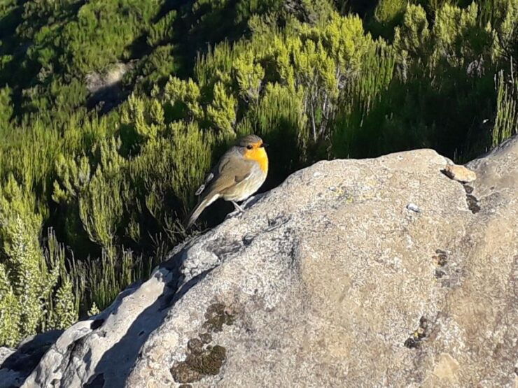 Private Full-Day Tour of North Coast and Laurissilva Forest - Tour Details