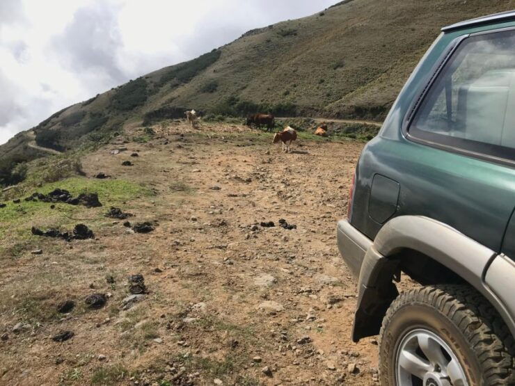 Private Full-Day Tour of North Coast and Laurissilva Forest - Tour Experience