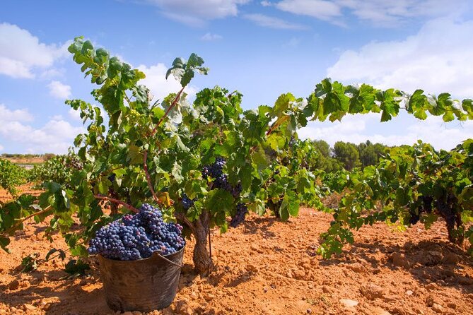 Private Full-Day Tour of the Wine Route in Requena - The Sum Up