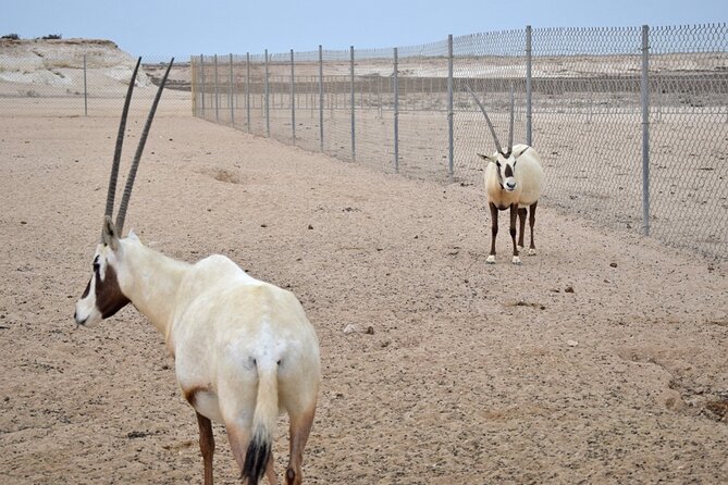 Private Full-Day Tour Qatar North And West - Common Questions