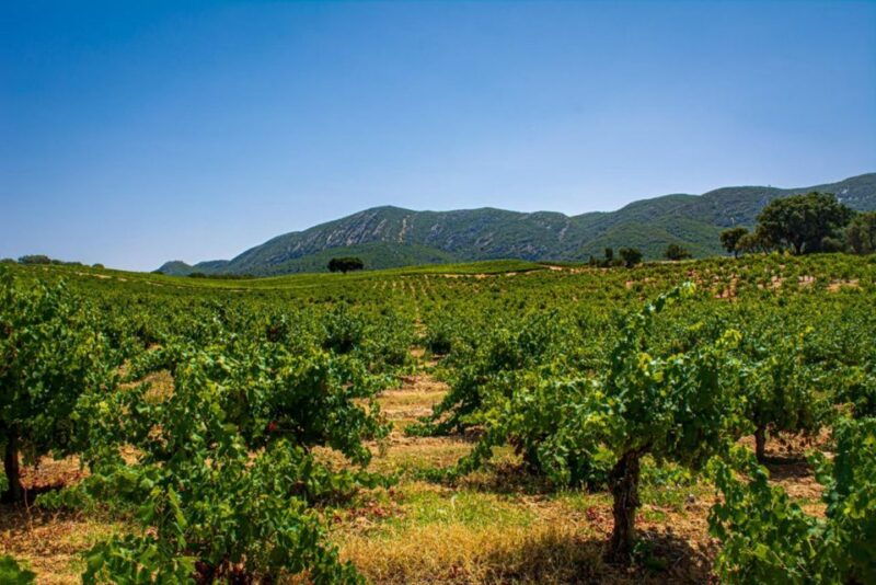 Private Full Day Tour Setubal - Why Choose This Tour?