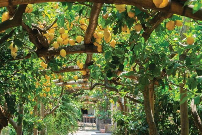 Private Full Day Tour Sorrento Coast and Herculaneum by Car - Inclusions