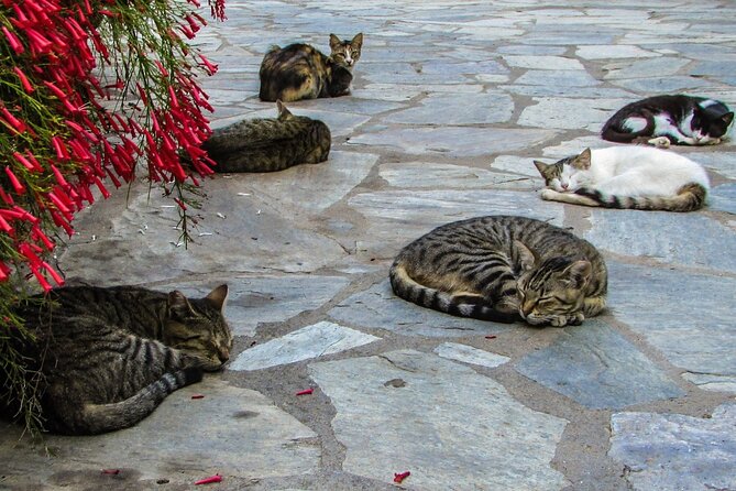 Private Full-Day Tour to Cyprus Monasteries - The Sum Up