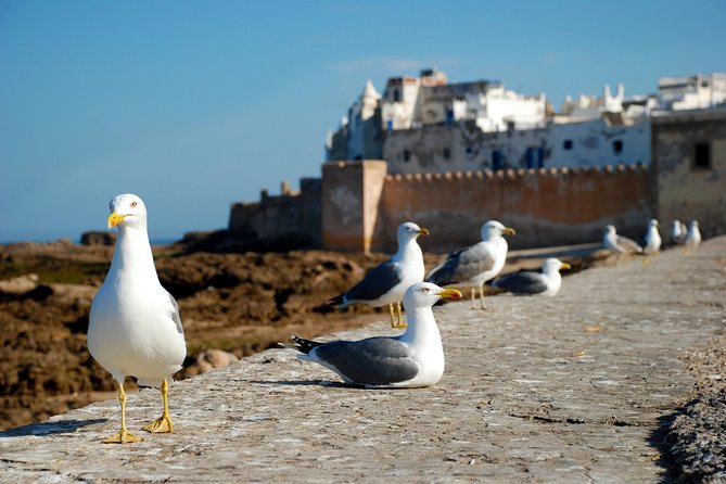 Private Full Day Tour to Essaouira From Marrakech With Hotel Pick up & Drop off - Additional Information