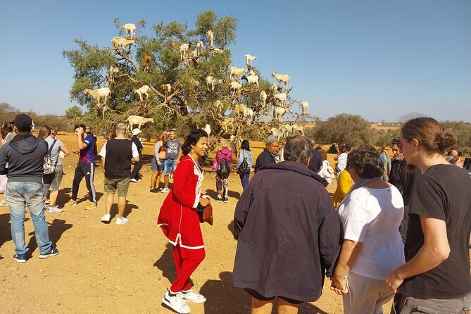 Private Full Day Tour to Essaouira From Marrakesh - Local Cuisine and Dining Options