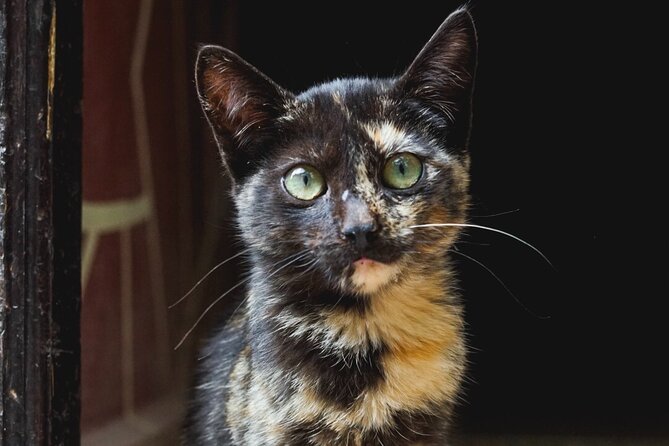 Private Full Day Tour to Essaouira From Marrakesh - Booking Information and Availability