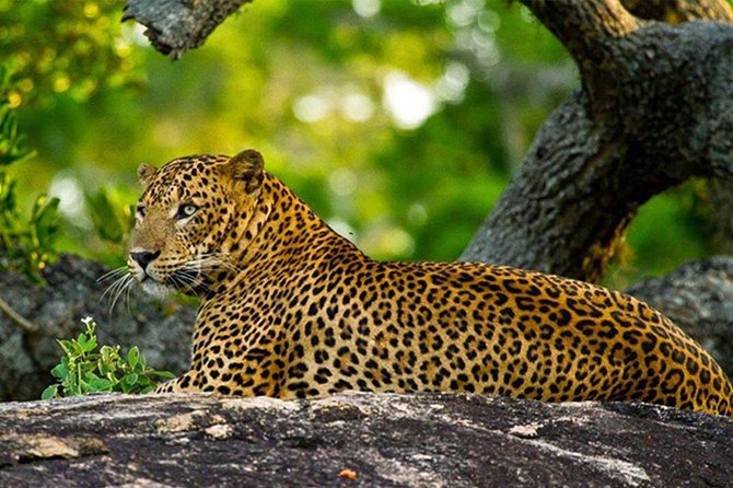 Private Full Day Tour to Wilpattu National Park From Colombo - Directions and Highlights