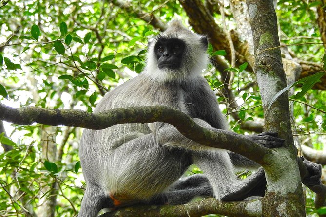 Private Full Day Tour to Wilpattu National Park From Colombo - Frequently Asked Questions