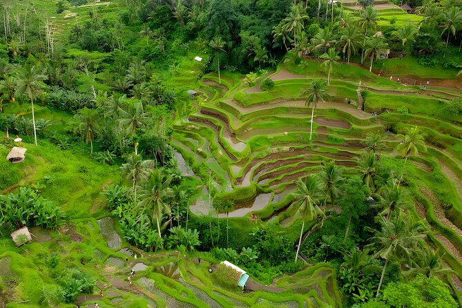 Private Full-Day Tour: Ubud and Tanah Lot Temple Tour - Itinerary Overview