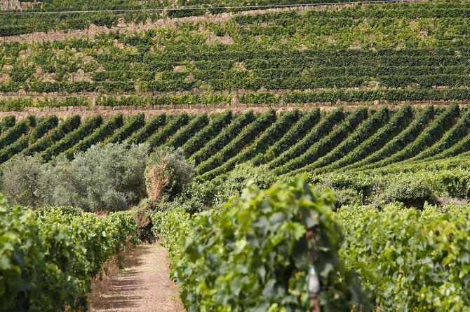 Private Full-Day Tour With Lunch and Wine Experience in Portugal - Good To Know