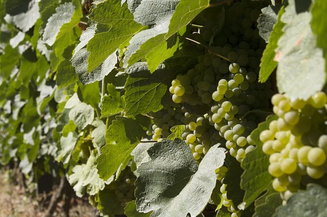 Private Full-Day Tour With Lunch and Wine Experience in Portugal - What to Expect