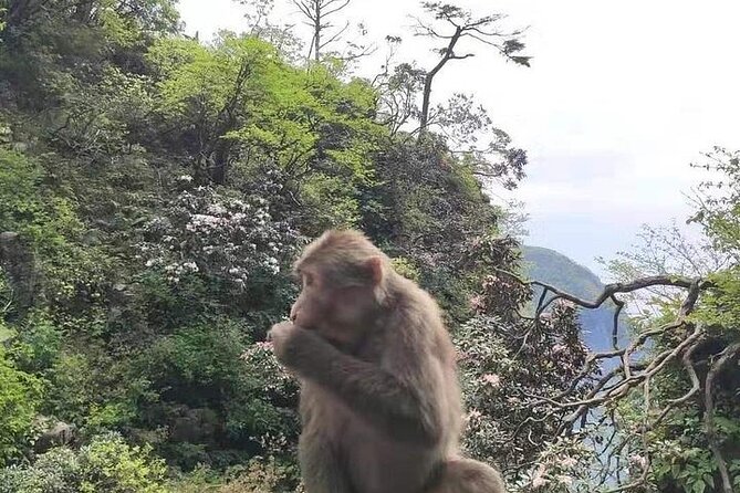 Private Full-day Trip: Leshan Giant Buddha&Emeishan Scenic Resort - Highlights