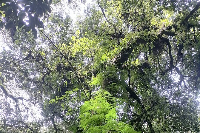 Private Full-Day Trip to Doiinthanon - Important Tips and Recommendations