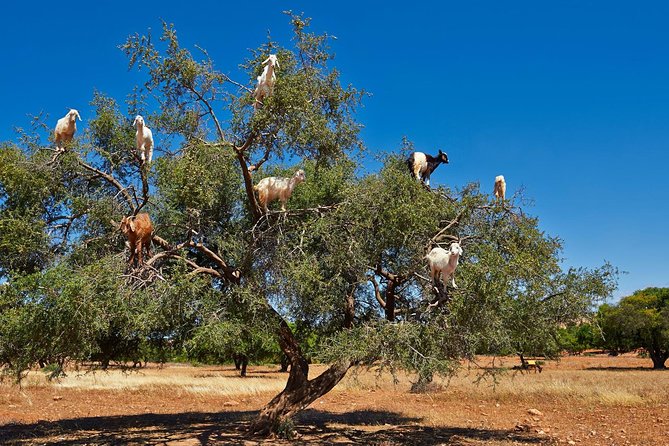 Private Full Day Trip to Essaouira From Marrakech - Meeting and Pickup Information