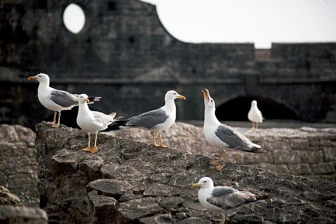 Private Full-Day Trip to Essaouira From Marrakech With Transfers - Confirmation and Accessibility
