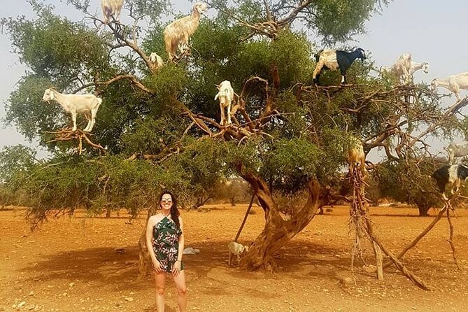 Private Full-Day Trip to Essaouira From Marrakech With Transfers - Pricing and Variations