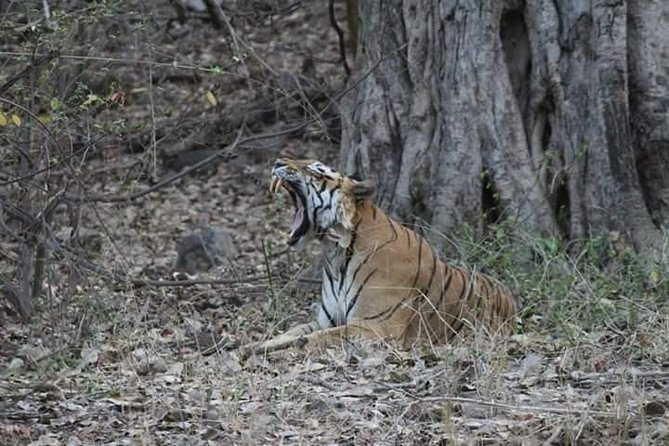Private Full Day Trip to Ranthambore - Trip Overview and Inclusions