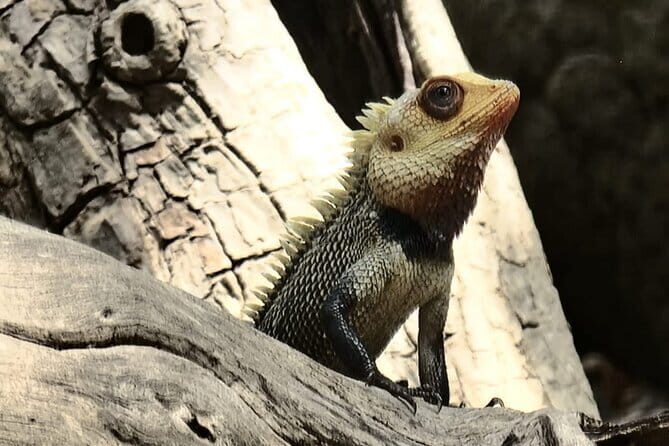 Private Full Day Udawalawe Safari Trip with Lunch - An Authentic Look at the Udawalawe Safari Experience