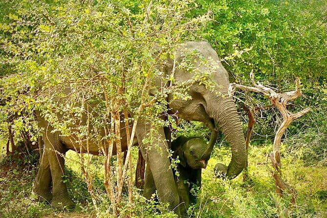 Private Full Day Udawalawe Safari Trip with Lunch - Who Will Love This Tour?