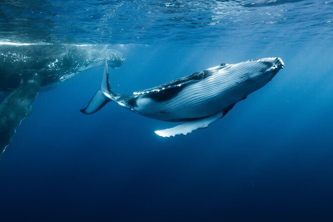 Private full day whale watching tour with lunch - Exploring the Details of the Private Whale Watching Experience in Moorea