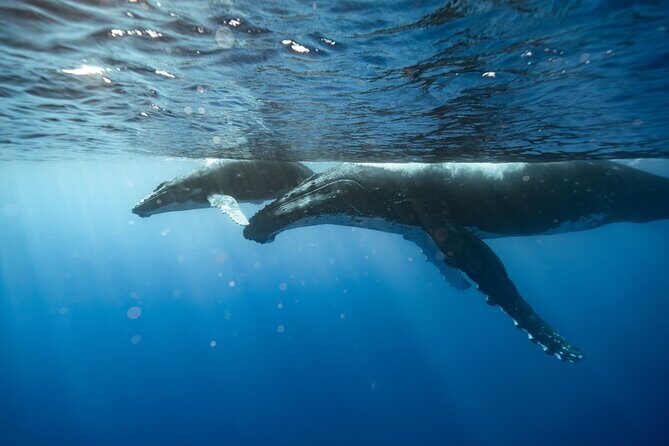 Private full day whale watching tour with lunch - Who This Tour Is Best For  